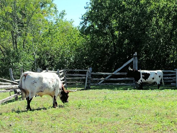 Barrington Farm Cattle