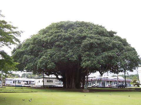 Hilo Banyan Tree