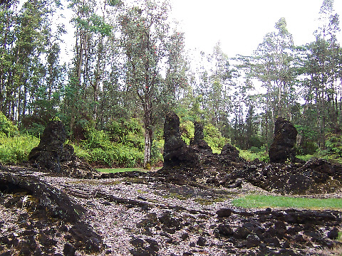 Lava Tree Forest