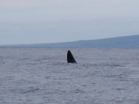 Humpback Whale Snout