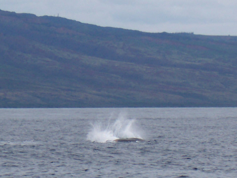 Whale Surfacing
