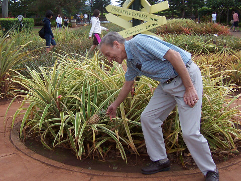 Checking a Pineapple Plant