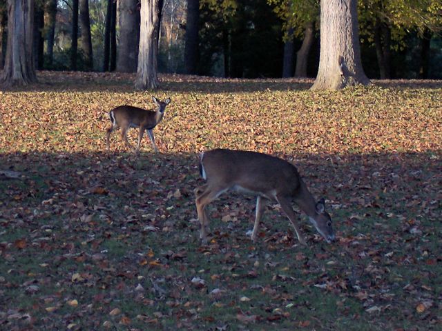 Wild Deer at Jamestown