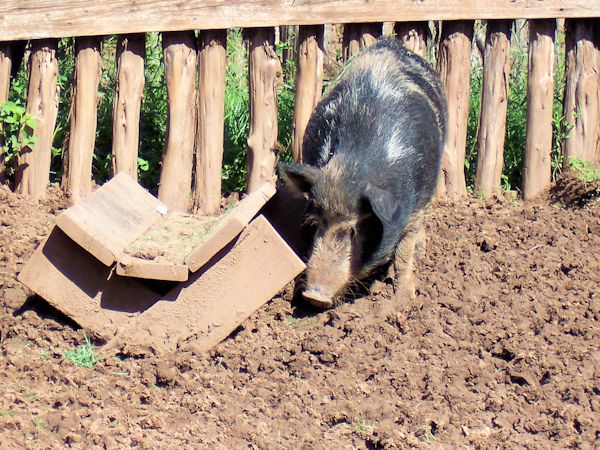 Barrington Farm Pig
